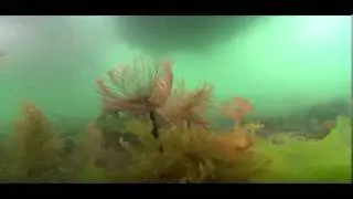 Tide-swept peacock worms - Loch Sween