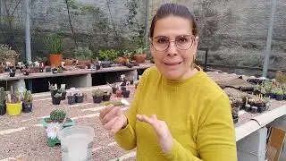 Cacto importado, flor linda