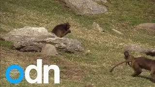 Monkeying around: Baby baboon's first outing