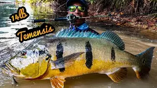 Massive 14lb Peacock Bass on light tackle