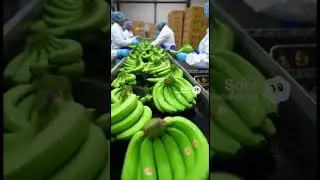 Brazilian Bananas Export &rarr; Dubai | Sabrah Global Trading