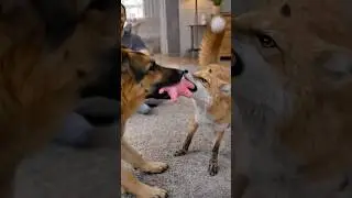 A Starving Fox Was Found on the Street and Saved