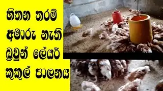 ලේයර් කුකුල් පාලනය...Layer chicken management....