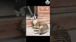 Furry Siblings Doing Funny Things 😂😸#cats #cat #funnycats #pets