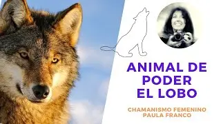 🔥Chamanismo Femenino: Animales de Poder🔥 Que significa EL LOBO como Totem ESPIRITUAL? PARTE 1