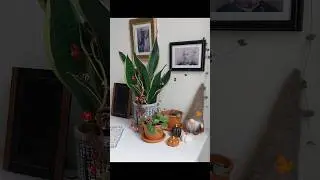 Rempotage plantes porte bonheur et d&eacute;co d'automne.