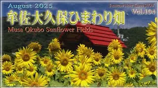 牟佐大久保ひまわり畑　Musa Okubo Sunflower Fields　August 2025（20250803 MUSA）
