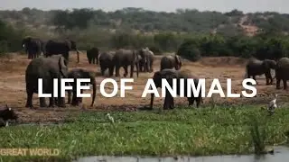 AFRICA UK The Life Of Animals Scenic Wildlife Film With Calming Music-African Wildlife In 4K