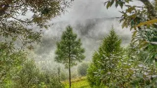 Japan they practice something called forest bathing,taking in the forest thru r senses#shinrinyoku