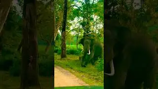 Elephant Attack in Kabini #elephantattack #kabini #wildlife #ytshorts #viralvideo