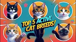 The Purrfect Playmate: Active Cat Breeds for Experienced Owners