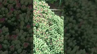Очиток 🪴потихоньку начинает раскрывать свои бутончики🌺шмели🐝трудяги🤩