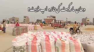 Paddy Market Update | Rumors About Rate Drop Are False! Market Still Stable