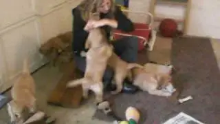 Puppies Love Holly