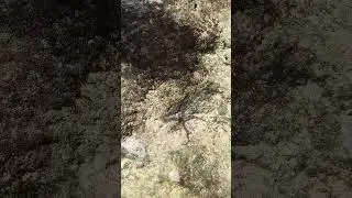 is it Squid? found at Natural bridge, Neil island, Andaman