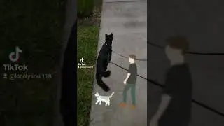 Midnightcat taken a midnight stroll #midnightcat #youtube #trending #shorts