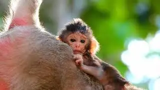 So Lovely Tiny Baby Monkey Firmly Clinging Mom Back All Day Along No Matter Mom Goes