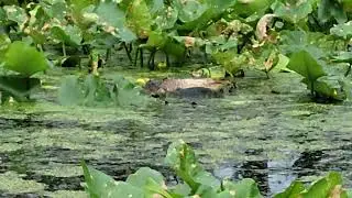 Snapping turtle sex (I think)