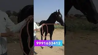 A magnificent horse of Marwari breed, you might not have seen a horse like this. Marwari Stallion Horse | Stud Farm |