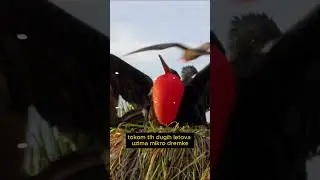Ova ptica SPAVA dok LETI!?! #funfacts #viral #animals#birds