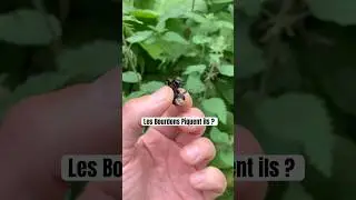 #bourdon #guepe #abeille #piqure #allergie #insecte #lesvideosdeloic #animaux #nature