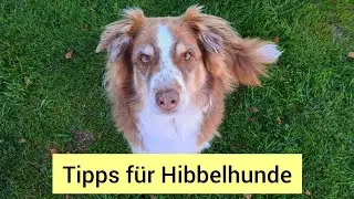 Tipps für Hibbelhunde | So können aufgeregte Hunde entspannter werden