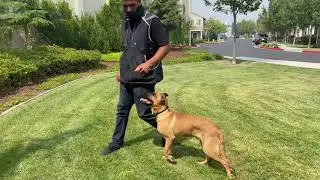 Board and Train (2020)  Bay Area K9