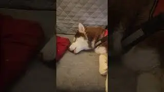 cute Husky chewing on his bone