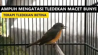 Suara tledekan BETINA memanggil jantan | TERAPI & Pancingan Sulingan Gunung Macet Bunyi supaya GACOR