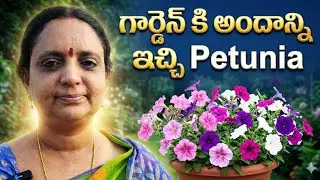December లో Petunia Super Blooms! Winter Care Guide in Telugu