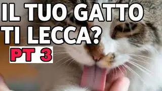 Cosa significa se il tuo gatto ti lecca Scopri il vero motivo🥰🐱🐈💫 PT3
