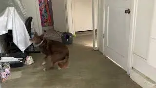 Coco the Kelpie and the Petsafe Ball Launcher