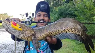 ഇത്രയും വലിഞ്ഞ് നീളുമോ.... 😱😱  | Snakehead fishing Kerala | Traditional Fishing Videos | Fishing