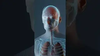 Введение в дыхательную систему