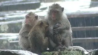Heavy Rain And JODY Monkey Reach Emotion Sad And Jealous See JANE Monkey Hug Sister JAZZY.