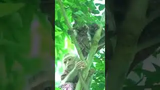 climbing tree #monkey #baby #babymonkey #monkeyaround #babymonkeys #cute #monkeylove #petmonkey