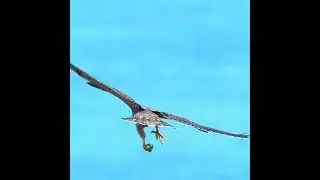 What the eagle is doing in the air, testing its catching skills #shorts #eagle #air #catch #fish