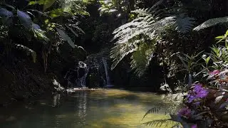 1 Hour Waterfall and Rainforest White Noise 🌊 | ASMR Nature Sounds for Sleep, Focus & Relaxation