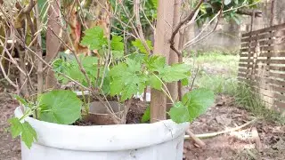 28 October 2021 Growing of bitter melon/28. oktober 2021 Dyrking av bitter melon