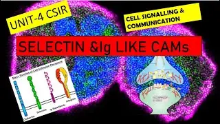 Selectin & Ig Like Cell Adhesion Molecules | Cell Signalling & Communication #immunology #csirnet