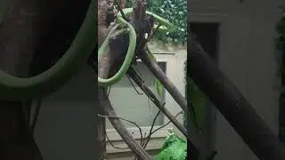 Long Nose Snake 😮