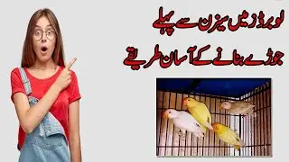 Best Pairing Method of Love Birds | Lovebird Ki Pairing Ka Natural Tariqa Urdu/Hindi