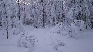 ASMR in Nature &ndash; Walking in a Finnish Winter Forest and whispering with an accent