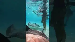 A day in the life of a marine biologist #marinebiology #marinebiologist #oceanlife #oceanlove
