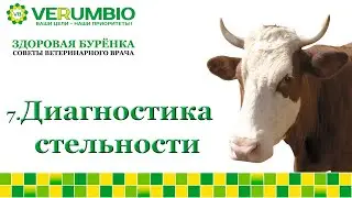 Классические методы диагностики стельности
