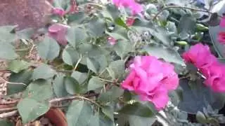 Bougainvillea - Four o' clock flower - &THORN;r&iacute;burabl&oacute;m