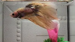 Betta Fish Close-Up Magic