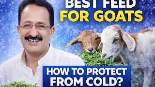 How to Protect Goats from Cold in Winter. 