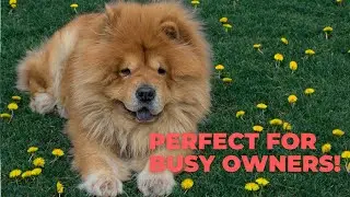 Top 5 Independent Dog Breeds for Busy Owners 💼🐶