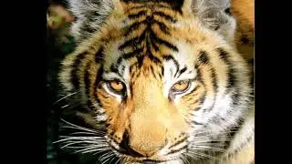 Durga Devi Zone